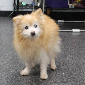 Nacho Bell Grande (12345) -  Pomeranian Dog for Adoption in Heath, Ohio - Nacho Bell Grande (12345) | PetCurious