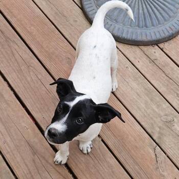 Mixed Breed Dogs Available for Adoption in Olathe, Kansas - Phoebe | PetCurious