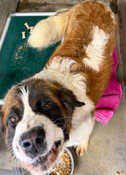 Saint Bernard Dogs Available for Adoption in Virginia, Minnesota - Bonnie | PetCurious