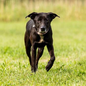Zelda -  Labrador Retriever and Australian Cattle Dog Blue Heeler Dog for Adoption in Council Bluffs, Iowa - Zelda | PetCurious