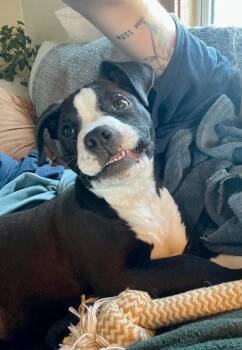 Pit Bull Terrier and Mixed Breed Dogs Available for Adoption - Dandy | PetCurious