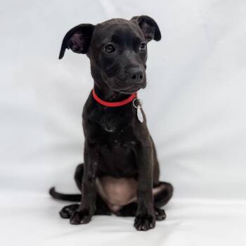 Beagle and Mixed Breed Dogs Available for Adoption in Parker, Colorado - 648 (2026) Cher | PetCurious