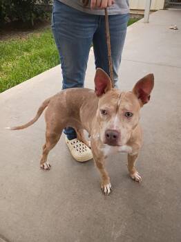 Delilah -  American Staffordshire Terrier Dog for Adoption in Albany, Georgia - Delilah | PetCurious