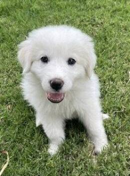 Great Pyrenees Dogs Available for Adoption in Spring, Texas - Andromeda | PetCurious