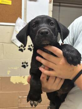 Jean Luc -  Labrador Retriever and Australian Cattle Dog Blue Heeler Dog for Adoption in Swainsboro, Georgia - Jean Luc | PetCurious