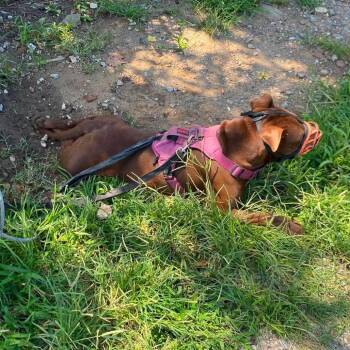 Ledger -  Mixed Breed Dog for Adoption in Huntington, West Virginia - Ledger | PetCurious