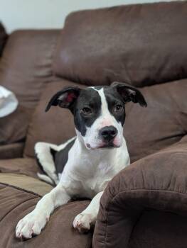 Scout -  Pit Bull Terrier and Hound Dog for Adoption in Horn Lake, Mississippi - Scout | PetCurious