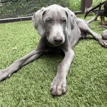 Weimaraner and Doberman Pinscher Dogs Available for Adoption in Loxahatchee Groves, Florida - Ziggy 3094 | PetCurious