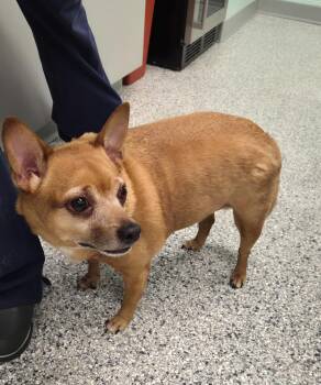 Terrier Dogs Available for Adoption in Athens, Tennessee - Tito | PetCurious