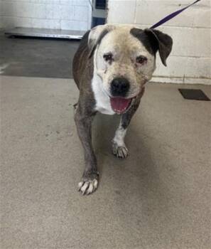 MOOCHIE -  Pit Bull Terrier Dog for Adoption in San Bernardino, California - MOOCHIE | PetCurious