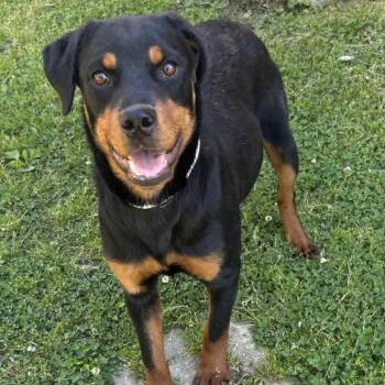 Rottweiler Dogs Available for Adoption in Birmingham, Alabama - Maya | PetCurious