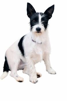 Terrier Dogs Available for Adoption in Sylvania, Georgia - Sadie  | PetCurious