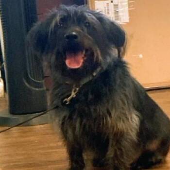 Schnauzer Dogs Available for Adoption - Taco Crunch | PetCurious