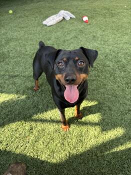Rescue Miniature Pinscher Dogs for Adoption in Vandergrift, Pennsylvania - DEXTER. Tinycauseadopt@gmail.com | PetCurious