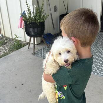 Bichon/Maltese puppy -  Bichon Frise and Maltese Dog for Adoption in Rowlett, Texas - Bichon/Maltese Puppy | PetCurious