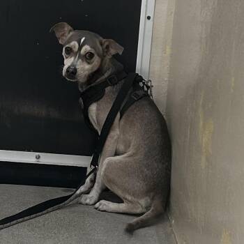 Jonah* -  Chihuahua Dog for Adoption in San Gabriel, California - Jonah* | PetCurious