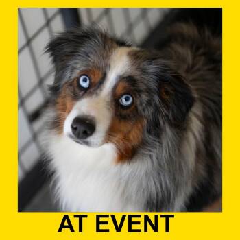 Ozzie (MY26-68) -  Australian Shepherd Dog for Adoption in Peyton, Colorado - Ozzie (MY26-68) | PetCurious