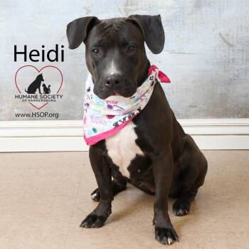 Heidi -  Pit Bull Terrier and Mixed Breed Dog for Adoption in Parkersburg, West Virginia - Heidi | PetCurious
