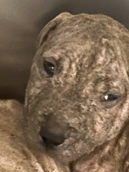 Rescue Labrador Retriever Dogs for Adoption in Mobile, Alabama - Shaggy | PetCurious