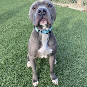 Mixed Breed Dogs Available for Adoption - Grimm | PetCurious