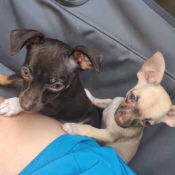 Latte -  Chihuahua Dog for Adoption in Olathe, Kansas - Latte | PetCurious