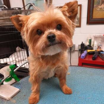 Chyna -  Yorkshire Terrier Dog for Adoption in Olathe, Kansas - Chyna | PetCurious