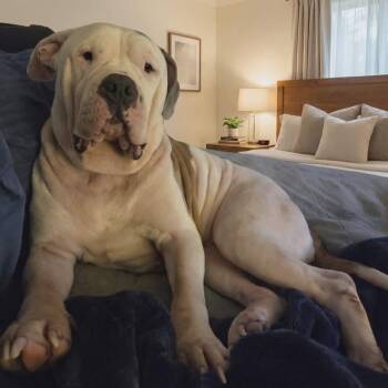 American Bulldog Dogs Available for Adoption - Norma Jean | PetCurious