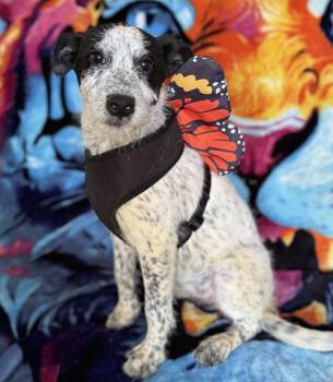 Rescue Australian Cattle Dog Blue Heeler and Terrier Dogs for Adoption in Hesperia, California - Margot | PetCurious