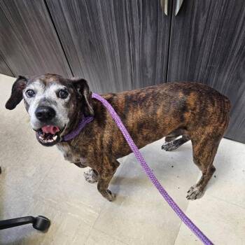 Dennie -  Jack Russell Terrier and Boxer Dog for Adoption in Grand Bay, Alabama - Dennie | PetCurious