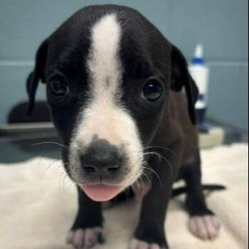 Fudge Round -  Mixed Breed Dog for Adoption in Kansas City, Missouri - Fudge Round | PetCurious