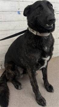 JOURNEY -  German Shepherd Dog Dog for Adoption in San Bernardino, California - JOURNEY | PetCurious