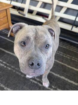 Pit Bull Terrier Dogs Available for Adoption in Roseville, California - Leia | PetCurious
