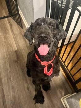 Rescue Goldendoodle Dogs for Adoption in East Peoria, Illinois - Flash | PetCurious