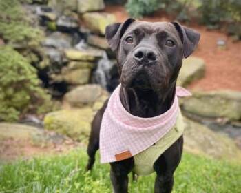 Pit Bull Terrier Dogs Available for Adoption in Charlotte, North Carolina - MARGARET | PetCurious
