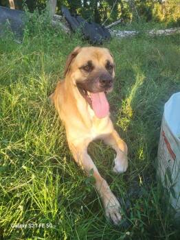 Bullmastiff Dogs Available for Adoption - Tiny | PetCurious