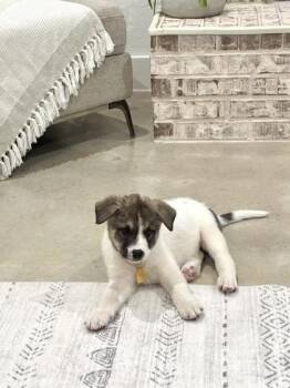 Manchego -  Shepherd and Mixed Breed Dog for Adoption in Fort Worth, Texas - Manchego | PetCurious
