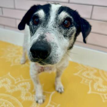 Cumberland 14049 -  Jack Russell Terrier Dog for Adoption in San Francisco, California - Cumberland 14049 | PetCurious