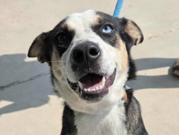 Rescue Husky and Mixed Breed Dogs for Adoption in Anniston, Alabama - Balto | PetCurious