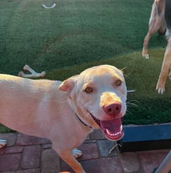 Boone -  Yellow Labrador Retriever and Chihuahua Dog for Adoption in Lafayette, California - Boone | PetCurious