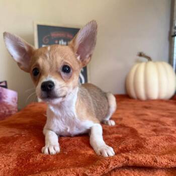 Tate -  Chihuahua Dog for Adoption in Groveland, Massachusetts - Tate | PetCurious