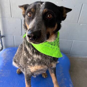 Mixed Breed Dogs Available for Adoption - Birdie | PetCurious