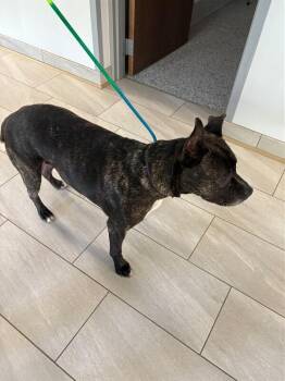 Fat Bottomed Girl -  Pit Bull Terrier Dog for Adoption in Providence Forge, Virginia - Fat Bottomed Girl | PetCurious