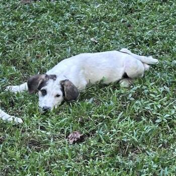 Benson -  Mixed Breed Dog for Adoption in Auburn, Alabama - Benson | PetCurious