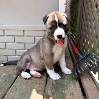Sausage Patty -  Mixed Breed Dog Available for Adoption - Sausage Patty | PetCurious