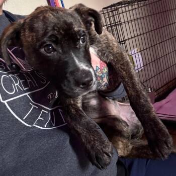 Jyl -  Terrier Dog for Adoption in St. Louis, Missouri - Jyl | PetCurious
