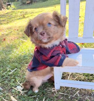 Teddy -  Chihuahua Dog for Sale in Asheville, North Carolina - Teddy | PetCurious