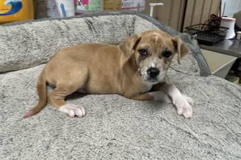 Minerva -  Great Dane and Pit Bull Terrier Dog for Adoption in Salem, West Virginia - Minerva | PetCurious