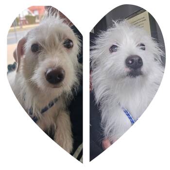 Rescue Terrier Dogs for Adoption - Ghost And Coconut | PetCurious
