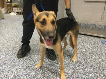 MERCURY -  German Shepherd Dog Dog for Adoption in Thousand Palms, California - MERCURY | PetCurious