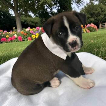 Mixed Breed Dogs Available for Adoption in Fort Worth, Texas - Thor | PetCurious